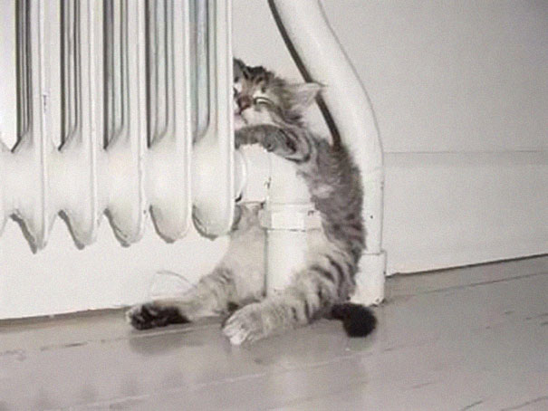 divertidos gatos durmiendo en lugares radiador