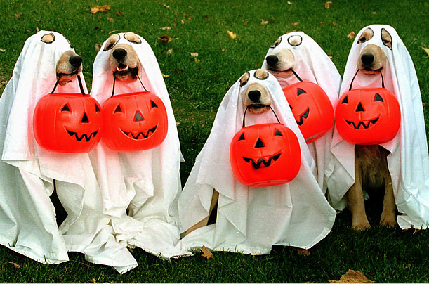 Manada de Labradores fantasma