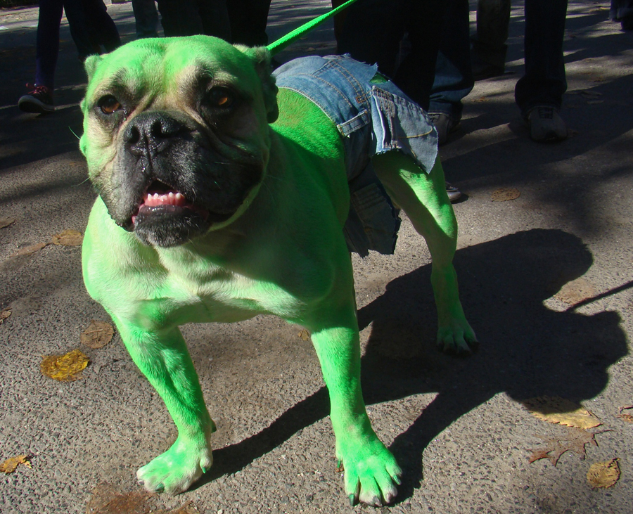 hulk el perro verde