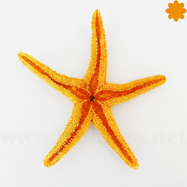 Gran estrella de mar decorativa