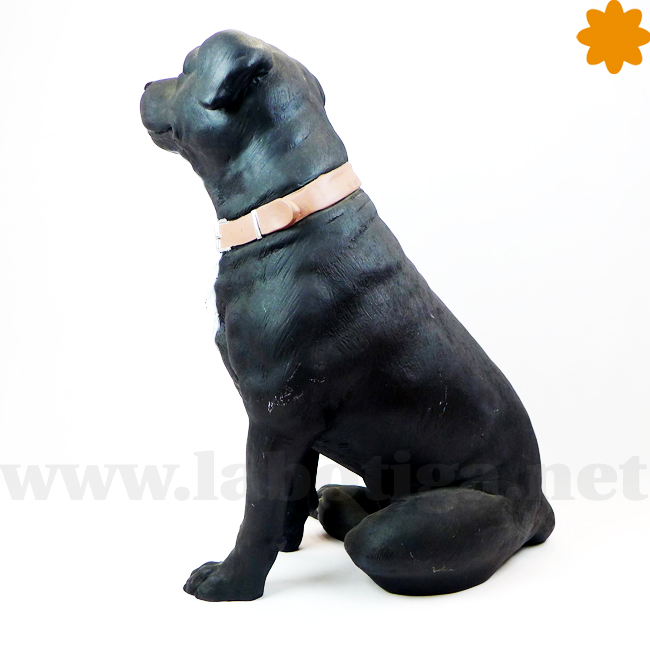 staffordshire_terrier_color_blanco_y_negro